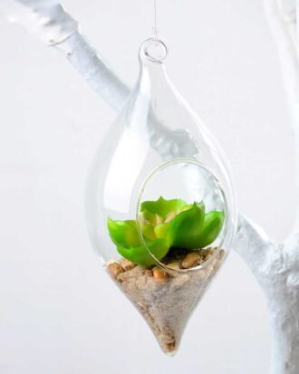 Dia.:9cm H:16cm Succulent Plant in Glass Ware GS-3030194