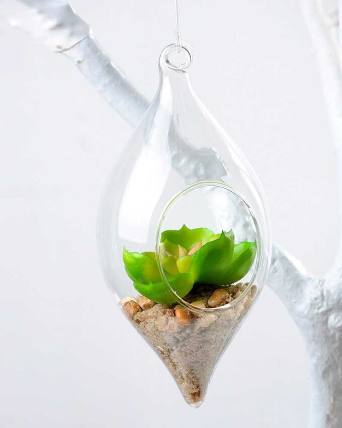 Dia.:9cm H:16cm Succulent Plant in Glass Ware GS-3030194