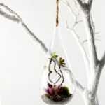 Dia.:10cm H:19cm Succulent Plant in Glass Ware  GS-3030195