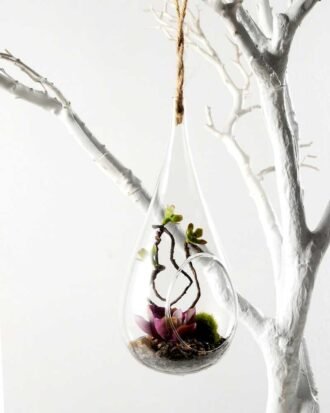 Dia.:10cm H:19cm Succulent Plant in Glass Ware  GS-3030195