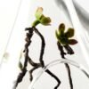 Dia.:10cm H:19cm Succulent Plant in Glass Ware  GS-3030195