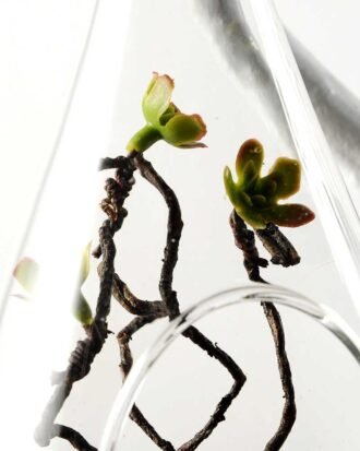 Dia.:10cm H:19cm Succulent Plant in Glass Ware  GS-3030195