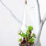 Dia.:10cm H:19cm Succulent Plant in Glass Ware GS-3030196