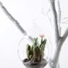 W11 H17CM Desert plant in glass 100mm GS-3030205
