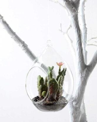 W11 H17CM Desert plant in glass 100mm GS-3030205