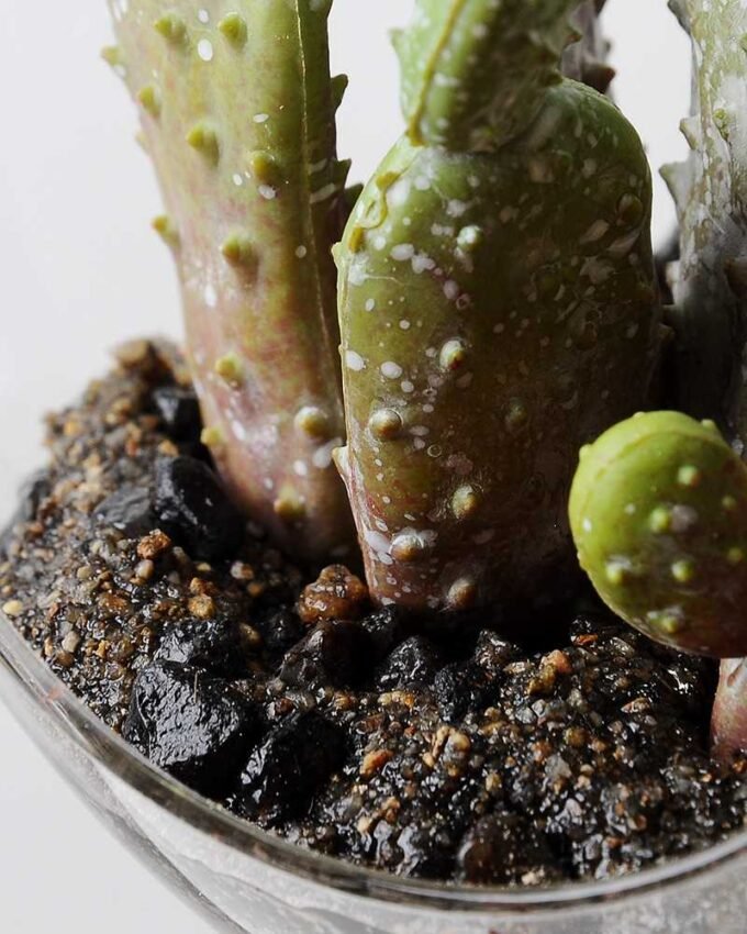 W11 H17CM Desert plant in glass 100mm GS-3030205