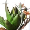 W11 H17CM Desert plant in glass 100mm GS-3030205