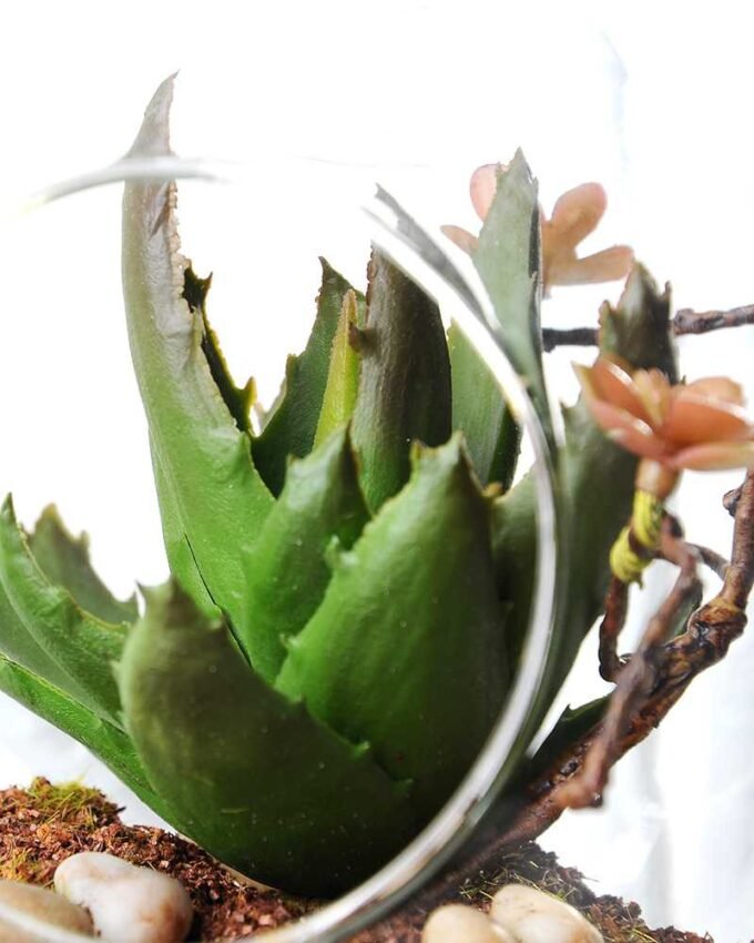 W11 H17CM Desert plant in glass 100mm GS-3030205