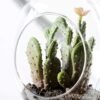 W11 H17CM Desert plant in glass 100mm GS-3030205