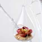 Dia.:7cm H:12cm Succulent Plant in Glass Ware GS-3030226