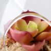 Dia.:7cm H:12cm Succulent Plant in Glass Ware GS-3030226