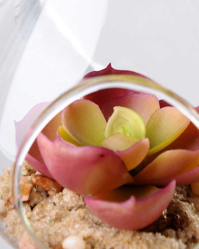 Dia.:7cm H:12cm Succulent Plant in Glass Ware GS-3030226