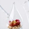 Dia.:7cm H:12cm Succulent Plant in Glass Ware GS-3030226