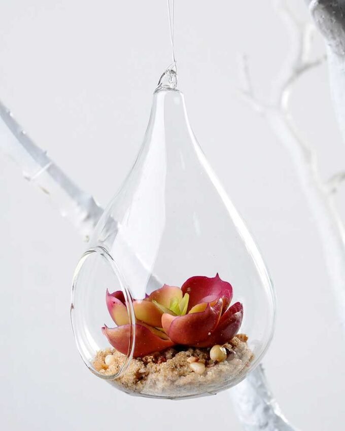 Dia.:7cm H:12cm Succulent Plant in Glass Ware GS-3030226