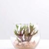 6*6*7CM Succulent plants in round glass cup GS-3030308