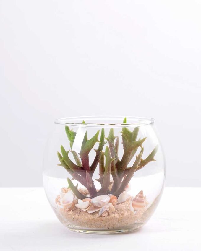6*6*7CM Succulent plants in round glass cup GS-3030308