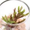6*6*7CM Succulent plants in round glass cup GS-3030308