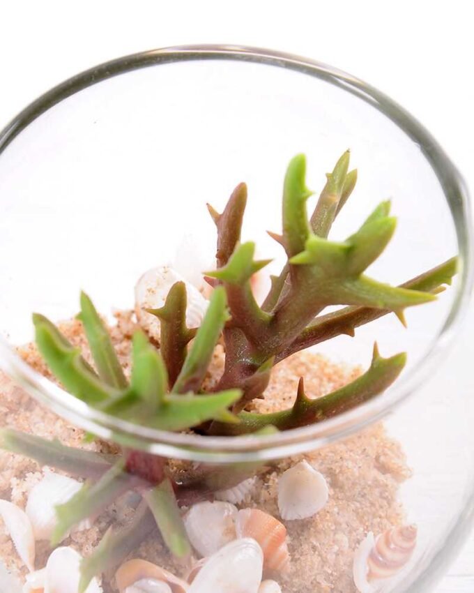 6*6*7CM Succulent plants in round glass cup GS-3030308