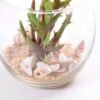 6*6*7CM Succulent plants in round glass cup GS-3030308
