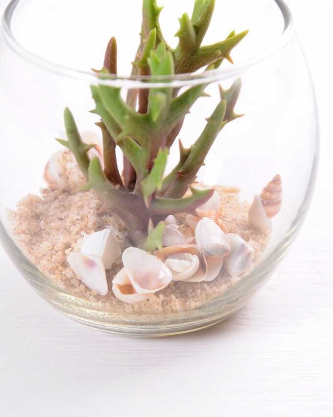 6*6*7CM Succulent plants in round glass cup GS-3030308