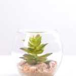 6*6*7CM Succulent plants in round glass cup GS-3030309