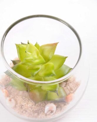 6*6*7CM Succulent plants in round glass cup GS-3030309 Succulent YeahFlower is one of Chinese leading OEM manufacturers and exporters , supplying the silk flowers, wholesale artificial trees 6*6*7CM Succulent plants in round glass cup GS-3030309