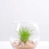 6*6*7CM Succulent plants in round glass cup GS-3030310