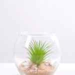 6*6*7CM Succulent plants in round glass cup GS-3030310