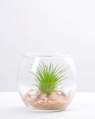 6*6*7CM Succulent plants in round glass cup GS-3030310