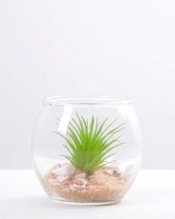 6*6*7CM Succulent plants in round glass cup GS-3030310