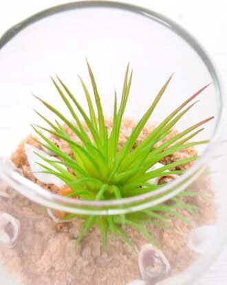 6*6*7CM Succulent plants in round glass cup GS-3030310