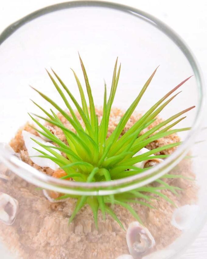 6*6*7CM Succulent plants in round glass cup GS-3030310