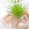 6*6*7CM Succulent plants in round glass cup GS-3030310