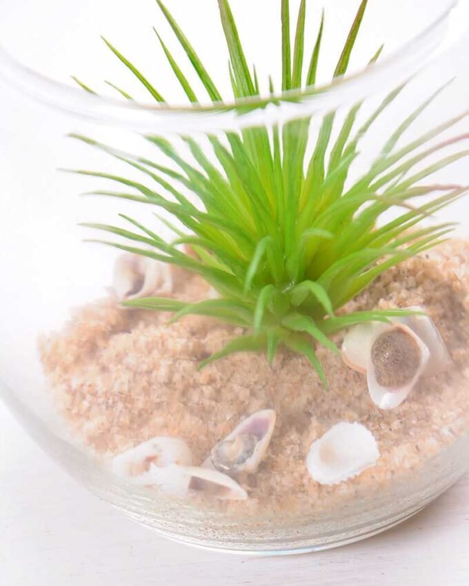 6*6*7CM Succulent plants in round glass cup GS-3030310