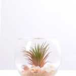6*6*7CM Succulent plants in round glass cup GS-3030311