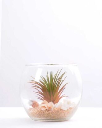 6*6*7CM Succulent plants in round glass cup GS-3030311