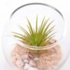6*6*7CM Succulent plants in round glass cup GS-3030311