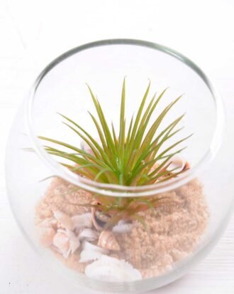 6*6*7CM Succulent plants in round glass cup GS-3030311