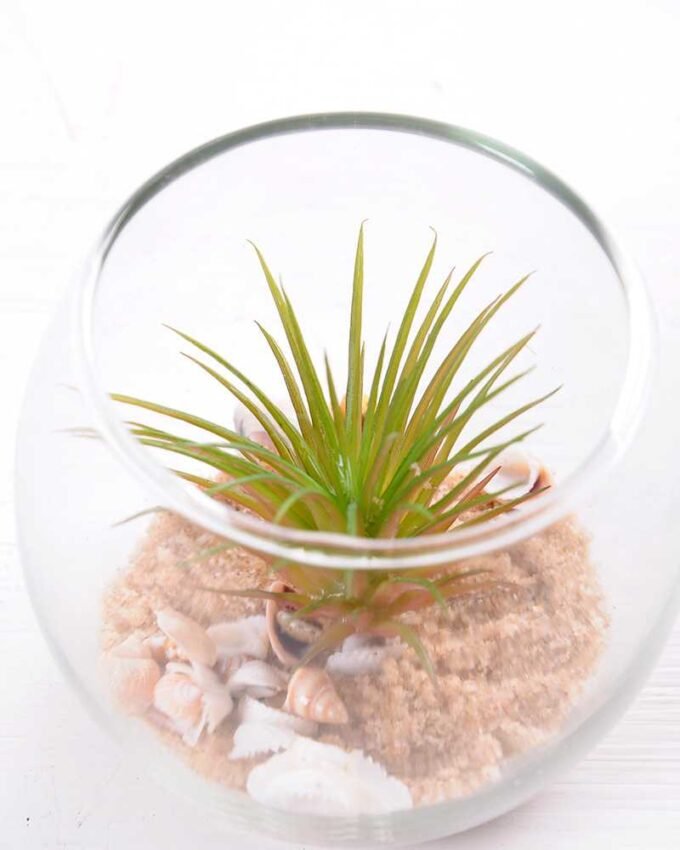 6*6*7CM Succulent plants in round glass cup GS-3030311