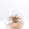 6*6*7CM Succulent plants in round glass cup GS-3030312