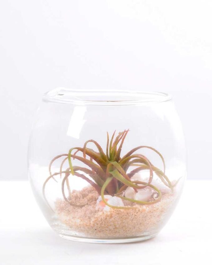 6*6*7CM Succulent plants in round glass cup GS-3030312