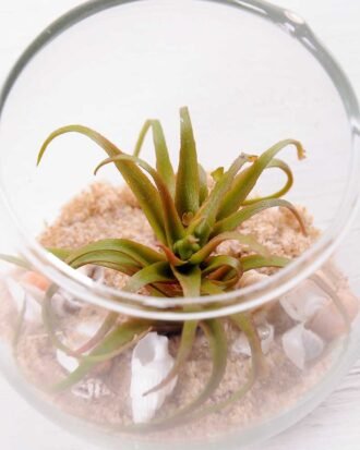 6*6*7CM Succulent plants in round glass cup GS-3030312 Succulent YeahFlower is one of Chinese leading OEM manufacturers and exporters , supplying the silk flowers, wholesale artificial trees 6*6*7CM Succulent plants in round glass cup GS-3030312