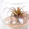 6*6*7CM Succulent plants in round glass cup GS-3030312