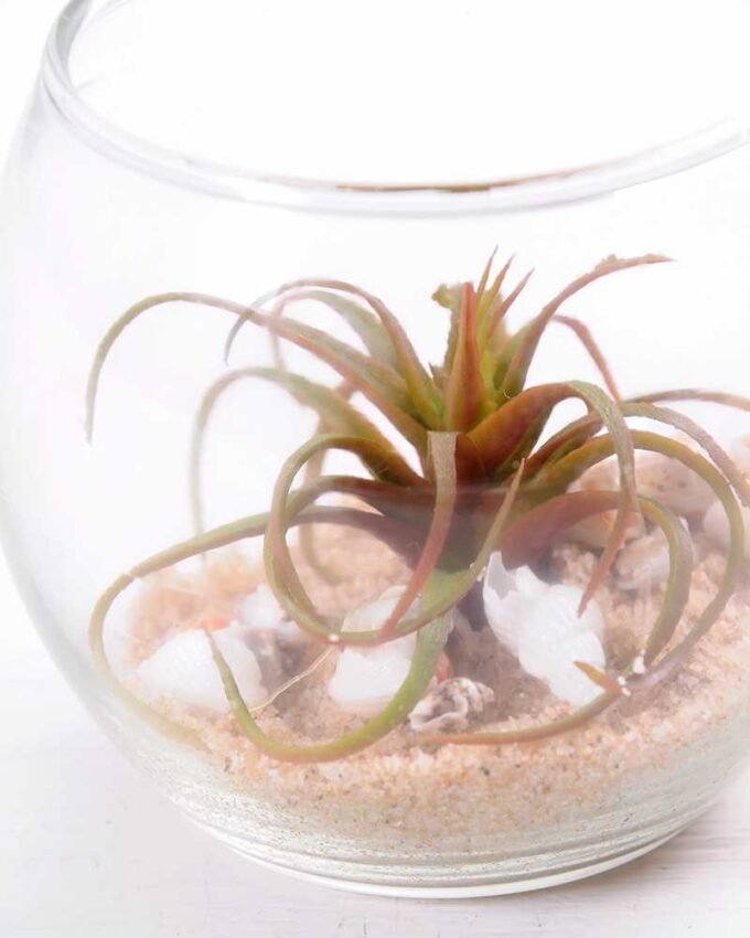 6*6*7CM Succulent plants in round glass cup GS-3030312