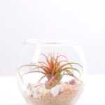 6*6*7CM Succulent plants in round glass cup GS-3030313
