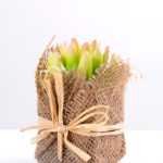7*7*11cm Succulent plants in Burlap wrap GS-3030314