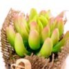 7*7*11cm Succulent plants in Burlap wrap GS-3030314 2 7*7*11cm Succulent plants in Burlap wrap GS-3030314
