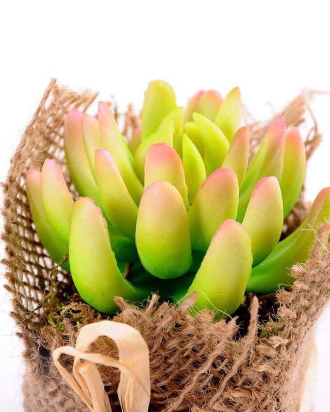 7*7*11cm Succulent plants in Burlap wrap GS-3030314 2 7*7*11cm Succulent plants in Burlap wrap GS-3030314