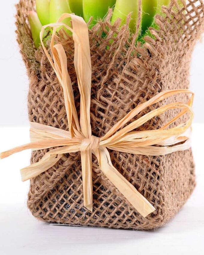 7*7*11cm Succulent plants in Burlap wrap GS-3030314 3 7*7*11cm Succulent plants in Burlap wrap GS-3030314