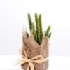 7*7*11cm Succulent plants in Burlap wrap GS-3030315